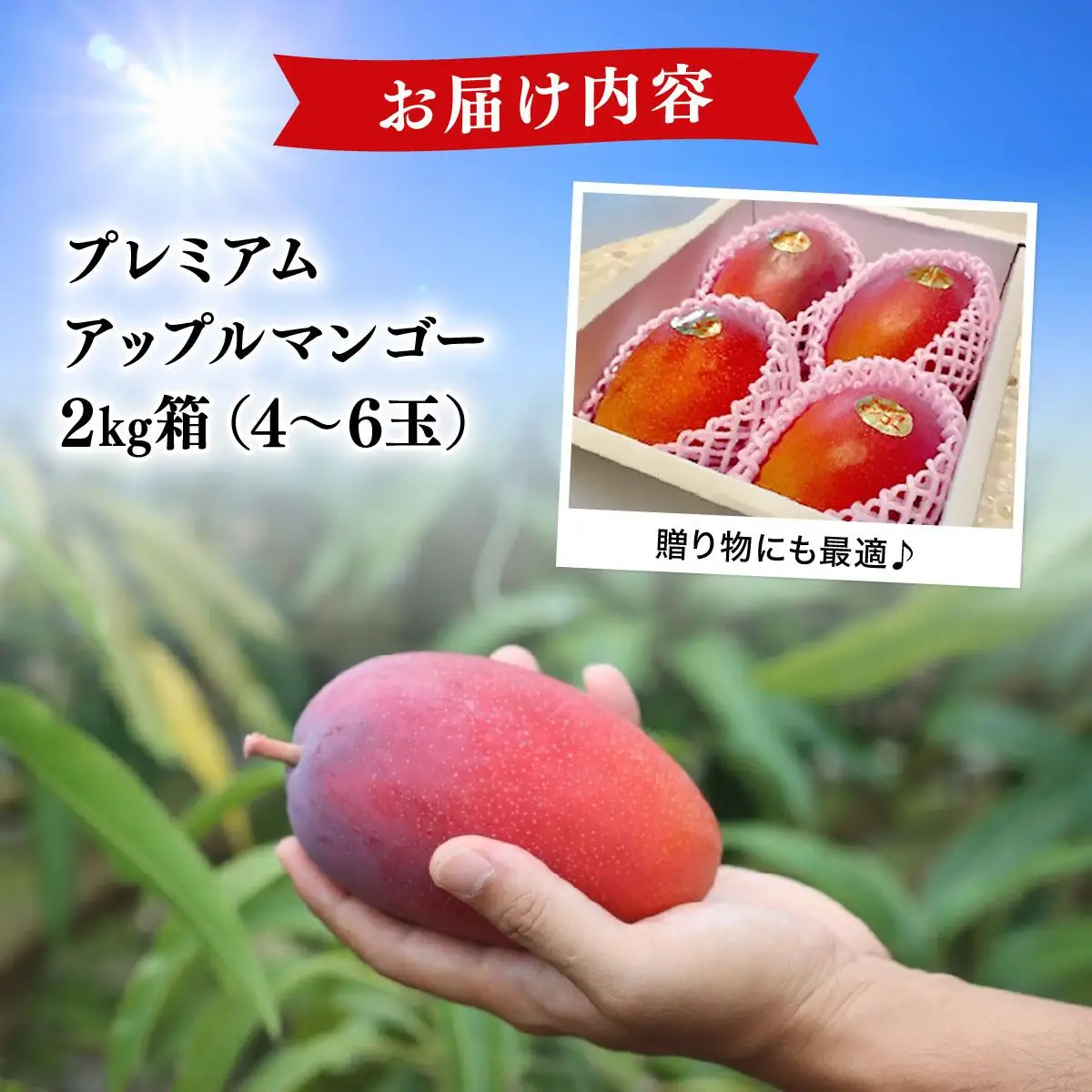 【2026年夏発送】【先行予約】プレミアム アップルマンゴー！2kg箱(4～6玉)