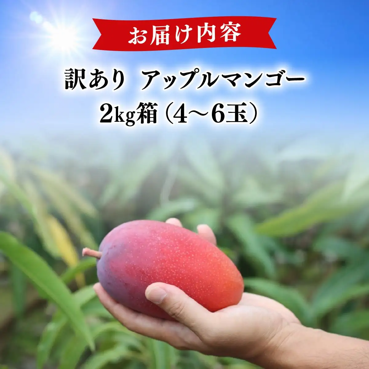 【2026年夏発送】【先行予約】訳あり  アップルマンゴー！2kg箱(4～6玉)