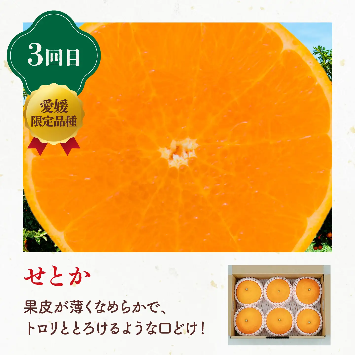 紅まどんな 果物定期便【全3回】紅まどんな スイカ せとか  [AGBA025]