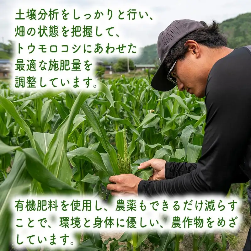 朝採り とうもろこし（味来）10本 【出荷：6月下旬】 トウモロコシ  野菜 旬の野菜 産地直送 産直 朝採り 朝採れ 鮮度抜群