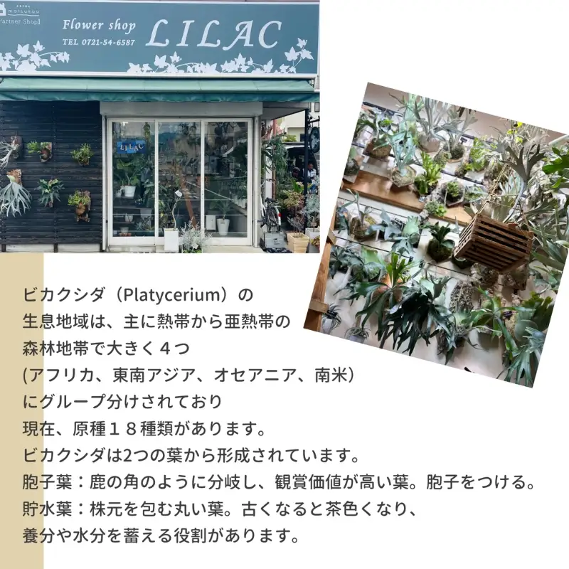 観葉植物 ビカクシダPegasusコルク仕立て