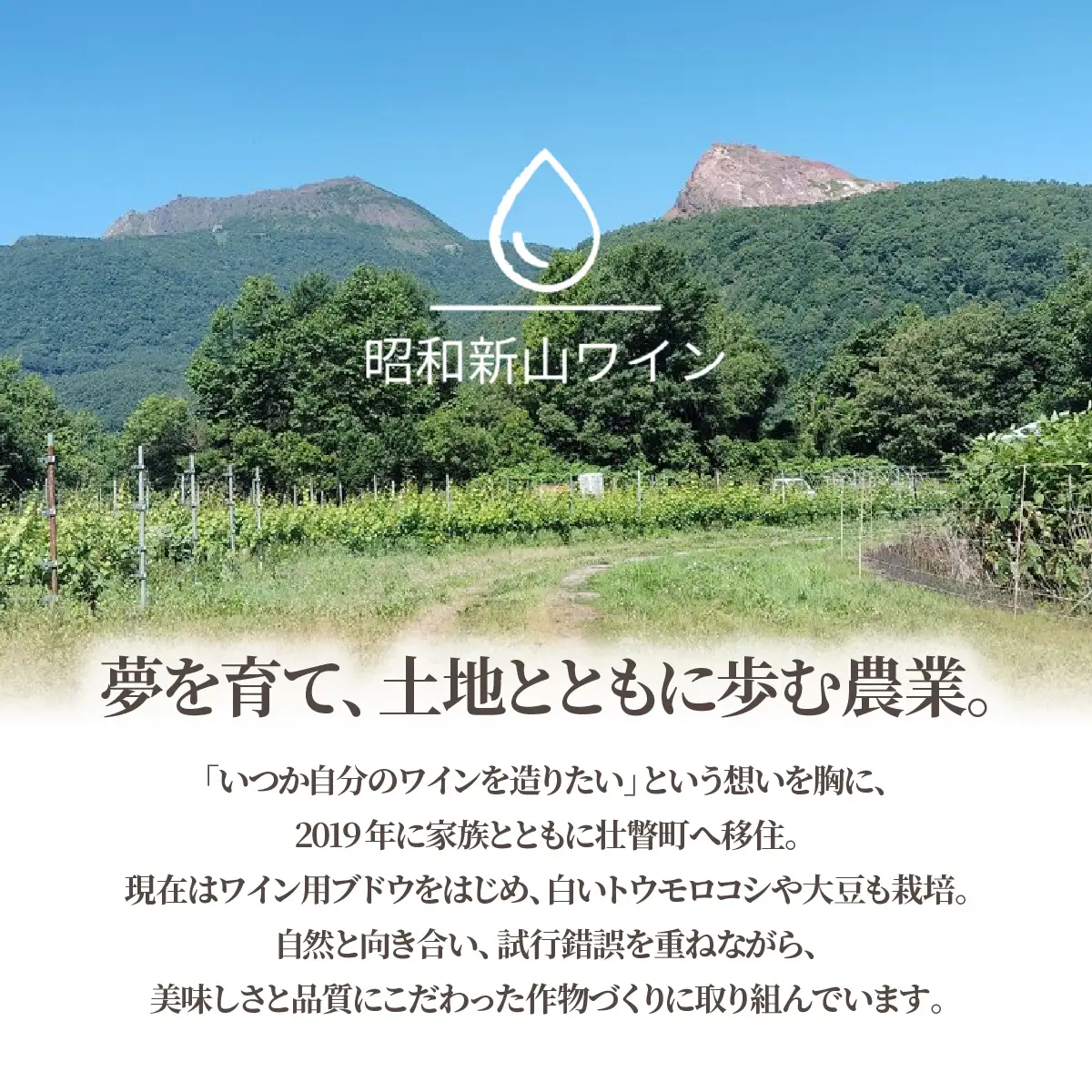 昭和新山ワイン YAMANOBE BLANC 2023(ヤマノベブラン）白ワイン 辛口 750ml 1本 SBTQ012