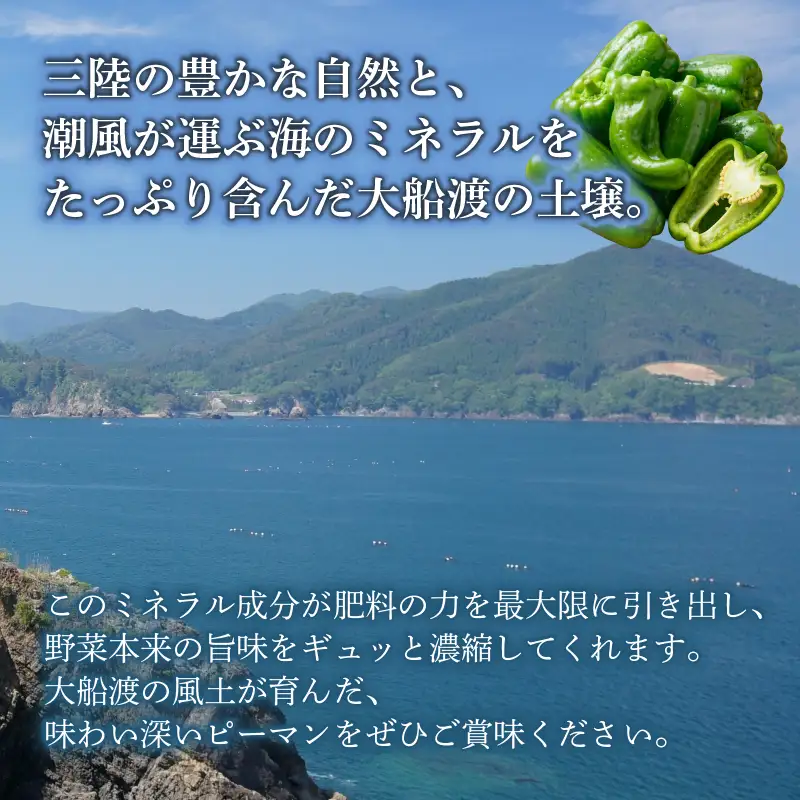 訳ありピーマン500g [7-9月発送]