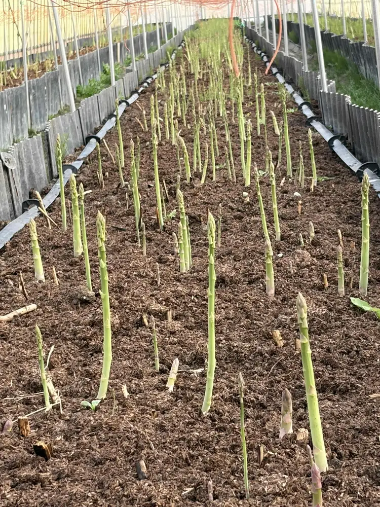 朝採り新鮮アスパラガス 1kg【ミニサイズ】 | 野菜 アスパラガス グリーンアスパラ 旬 とれたて 春野菜 春 朝採り 朝採れ とれたて 新鮮 みずみずしい サラダ 甘い お取り寄せ 産地直送 冷蔵 岐阜県 瑞穂市