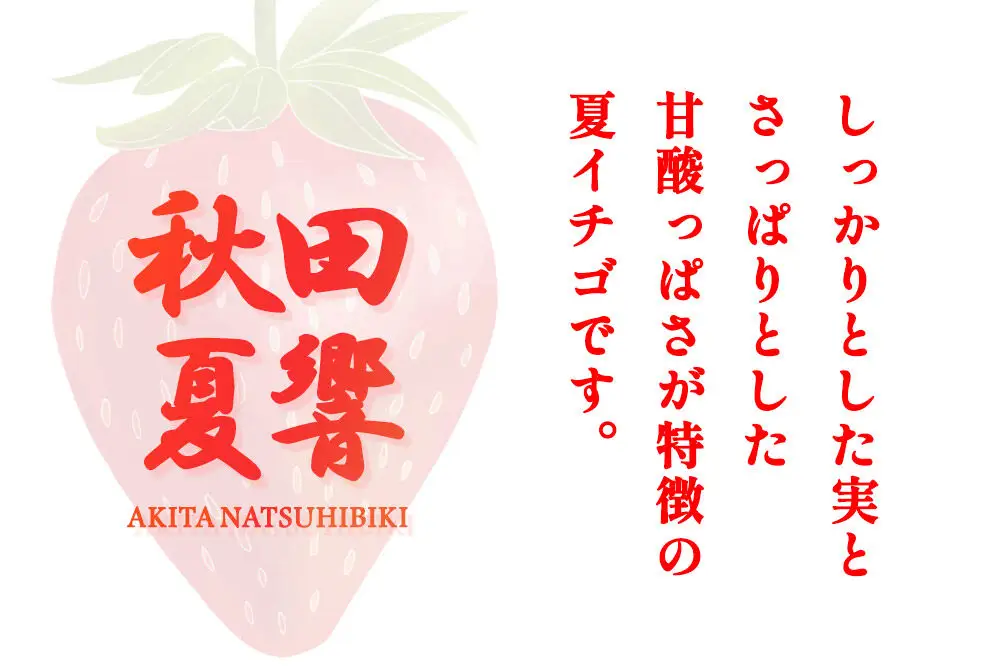夏イチゴ「秋田夏響」 生 20～35粒詰め合わせ×2パック  いちご 苺 なつひびき