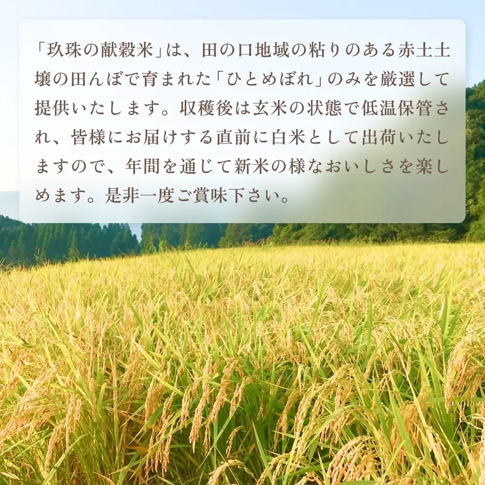 【令和8年産米先行受付】玖珠の献穀米 5kg × 3回 隔月定期便 （10月12月2月発送） 米 ひとめぼれ 大分県 玖珠町 こめ お米 白米 新米 ヒトメボレ ご飯 ごはん ライス 主食
