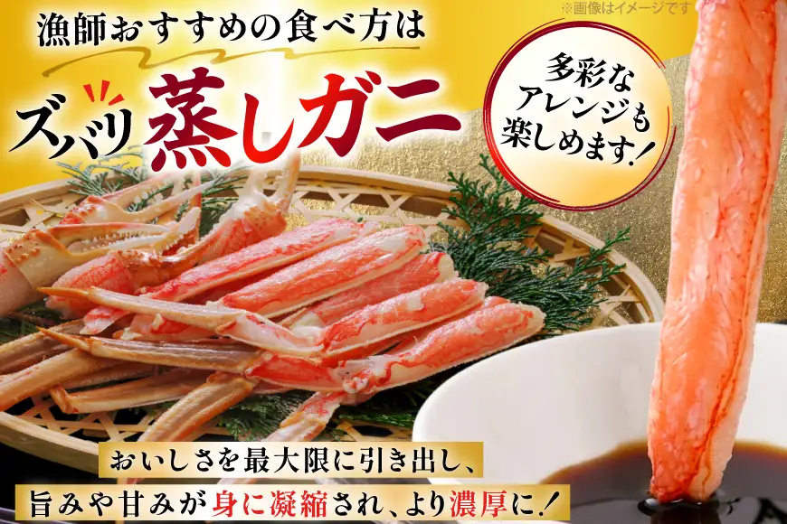 カニ 訳あり 朝どれ生紅ズワイガニ 2～4尾 計1.5kg以上 (1尾サイズ：500g～1kg以上) [JF西海 石川県 志賀町 sk17jkf30064]