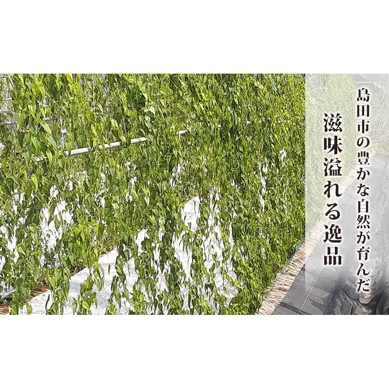 冷凍とろろ汁（かつお出汁）215g 2個 とろろ 自然薯 じねんじょ 山芋 山かけ とろろご飯 そば うどん 小分け 冷凍 静岡 島田市