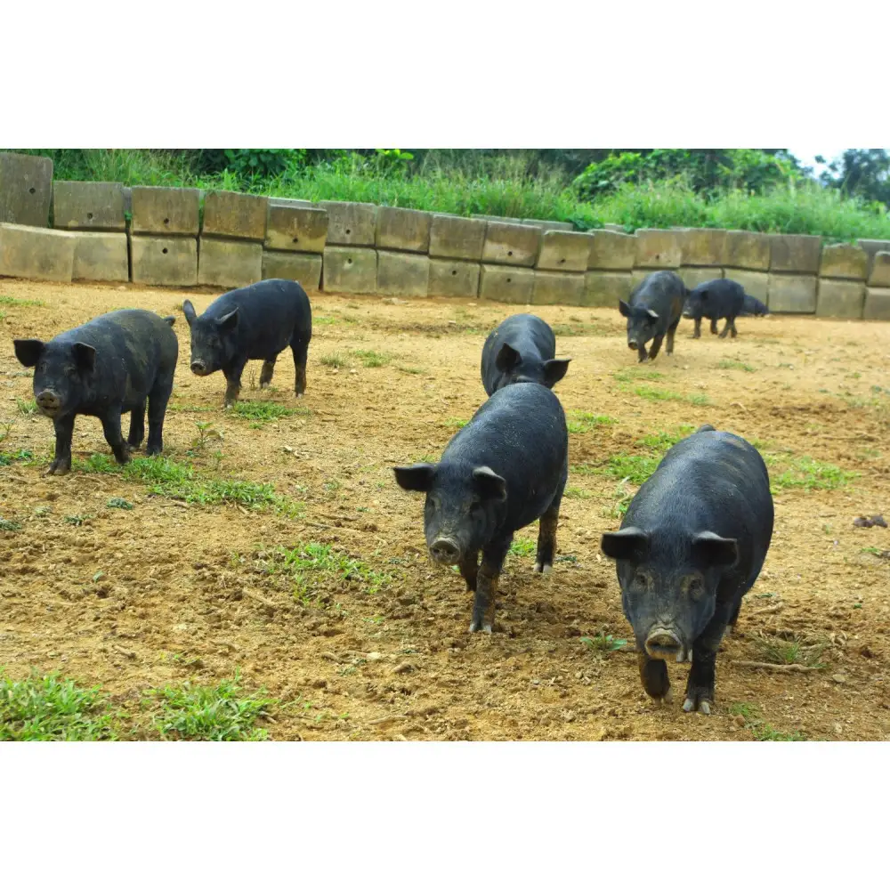 【焼肉金城】石垣島アグー豚ハンバーグ8個セット