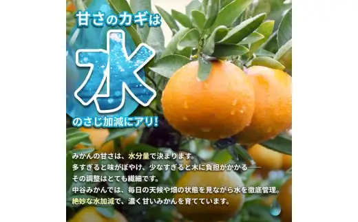 はるみ みかん 10kg S～4Lサイズ混合 / くだもの 甘い 柑橘 果物 和歌山 ※2027年2月上旬～2月中旬頃に順次発送予定 【nktn013-r-10】