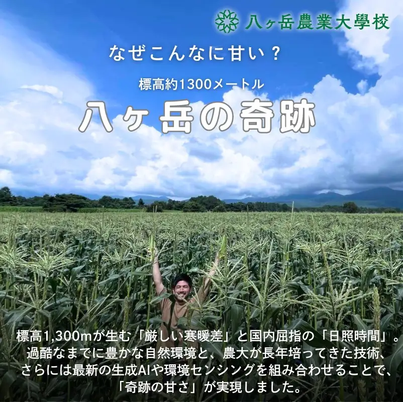 朝採れ 直送 フルーツのような甘さ 『 皮付き 』 生とうもろこし 10本