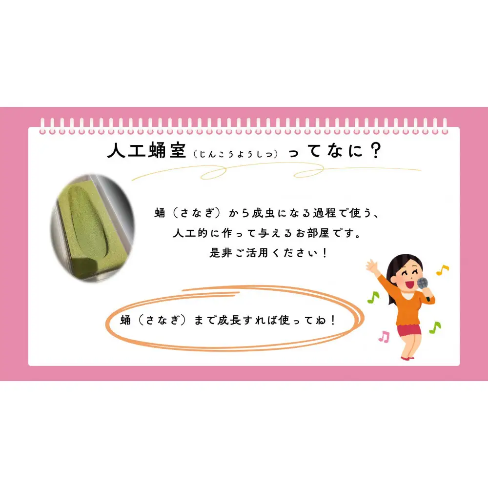 【虹色Farm】ヘラクレスオオカブト 幼虫2匹(ペア)飼育キット3点付(育て方解説書・菌床マット・人工蛹室)｜京都 ヘラクレス 人気