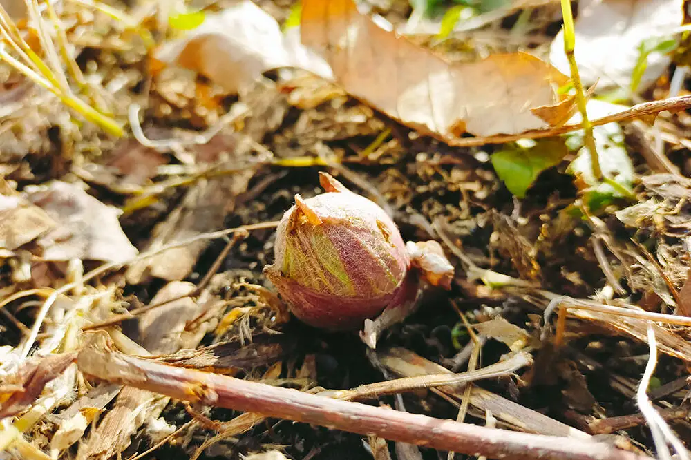 【先行受付】青森県十和田市産 山菜セット（2～5種類 種類おまかせ）1箱