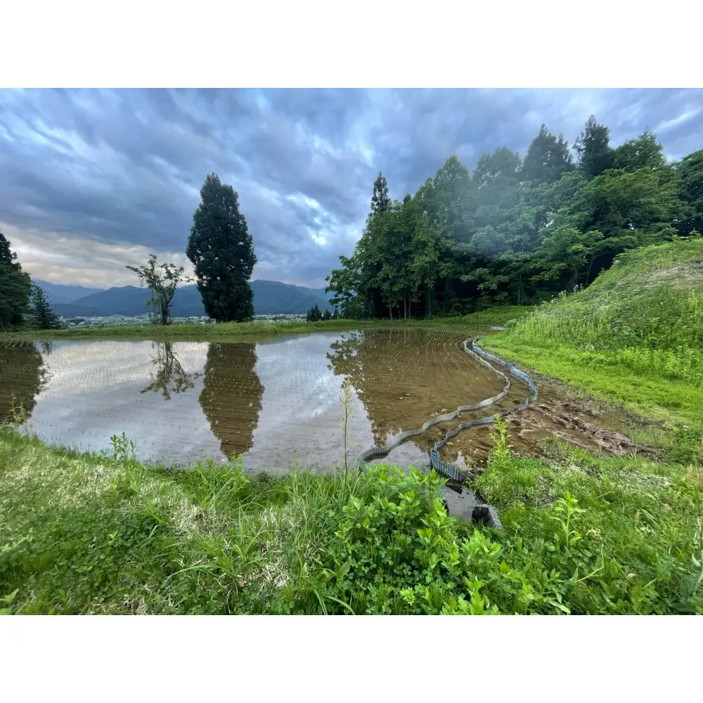 【ふるさと納税】【令和8年産新米予約】南魚沼産コシヒカリ 5kg　塩沢産コシヒカリ【銘柄米 ブランド米 精米 こしひかり コシヒカリ 魚沼産 新潟米 産地直送 お米 米 こめ】【2026年10月中旬より1ヵ月以内に順次発送予定】