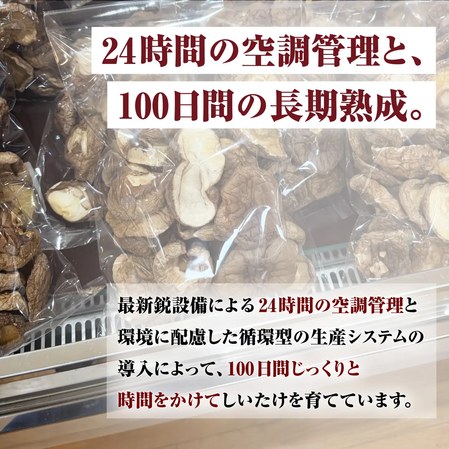 乾燥しいたけ 80g 2袋 計160g  / きのこ キノコ 茸 シイタケ  / 南島原市 / サンエスファーム[SBX004]