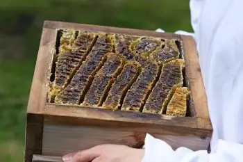 完全非加熱 生マスタード 100g×1個 無添加 粒マスタード 瓶詰 調味料 スパイス お取り寄せ 手作り 高級 ギフト 人気