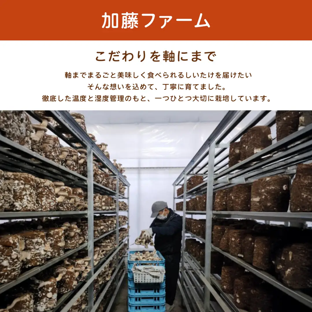 産地直送！軸まで美味しい『軸王しいたけ』特大サイズ 約500g (約10〜12個)