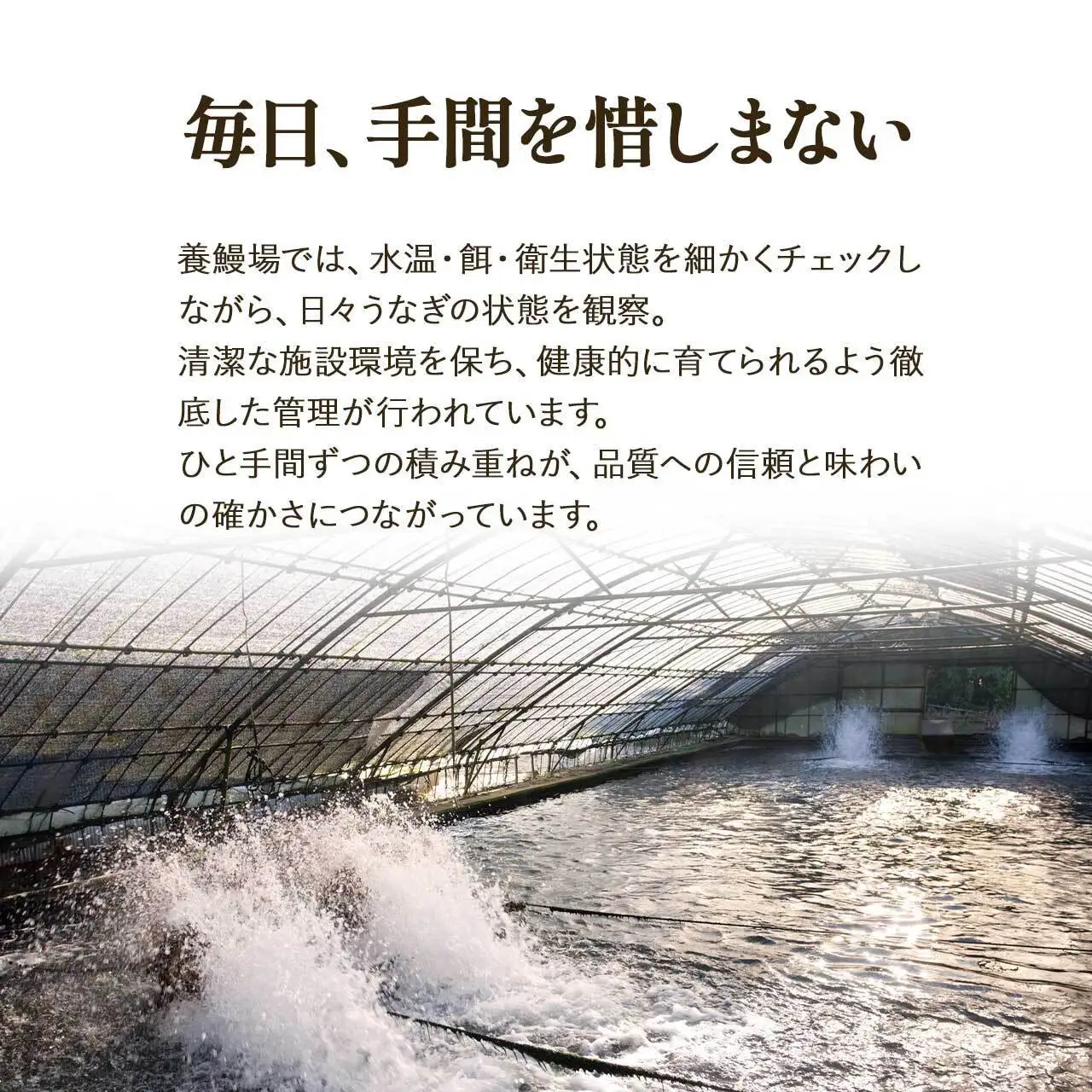 【土用丑の日】ふるさと納税限定　鹿児島県大崎町産 国産 うなぎ長蒲焼 3尾 計480g以上 | 鰻 うなぎ蒲焼き うな重 ひつまぶし ウナギ 蒲焼 人気 おすすめ 鹿児島 大隅半島 DU002　