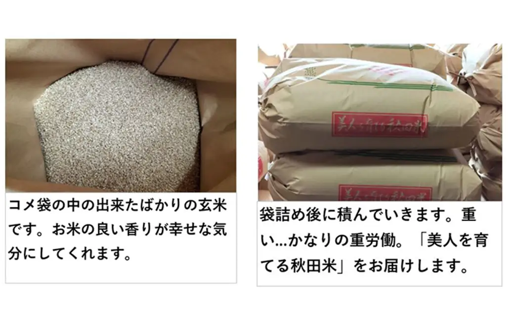 【令和7年産】秋田県産「あきたこまち」玄米5kg（5kg×1袋）　【90P9036】