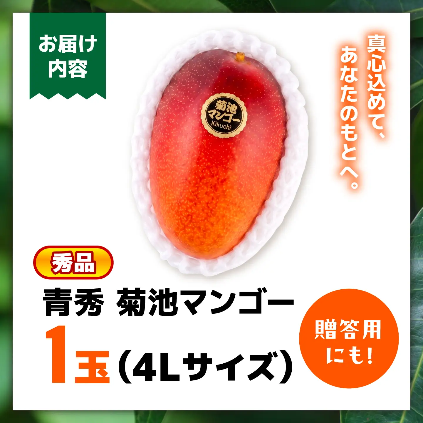 【2026年6月上旬から順次発送】菊池マンゴー4L×1玉  友枝マンゴー農園[AYDF005]
