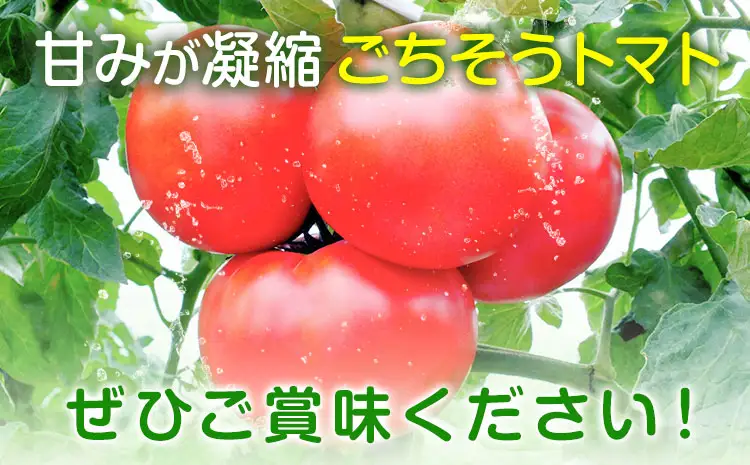 トマト 栃木県 野木町産 トマト 桃太郎 約4kg 秋山農園《3月上旬-7月上旬頃出荷予定》