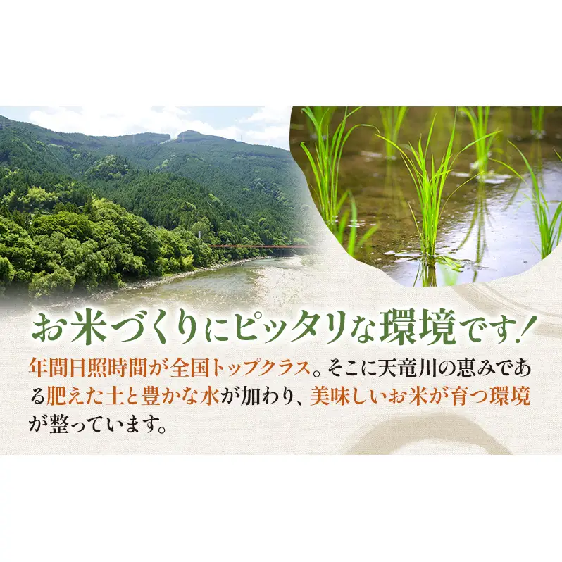 【令和7年産】静岡県産米 こしひかり 5kg 川島米穀店 お米 精米 こめ ご飯 白米 静岡 浜松市
