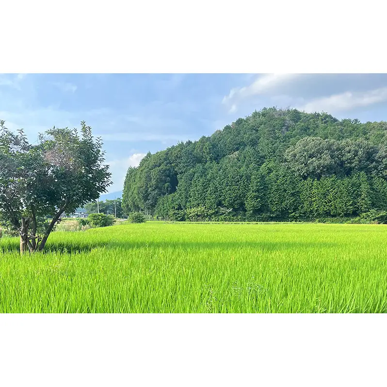 らぷれ農園のきらみずき精米5kg（農薬不使用米）　栽培期間中 農薬不使用　米 お米 ご飯 ごはん 精米 滋賀県