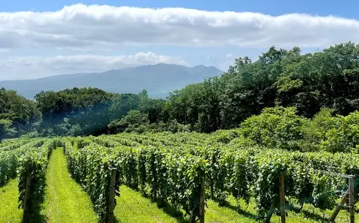 白ワイン Kamisato blanc 2024 ／ オレンジワイン 山麓のアンバー Pinot Gris 2024 750ml 各1本 計2本 ワイン お酒 酒 アルコール 洋酒 ぶどう 葡萄 ブドウ 飲み比べ セット