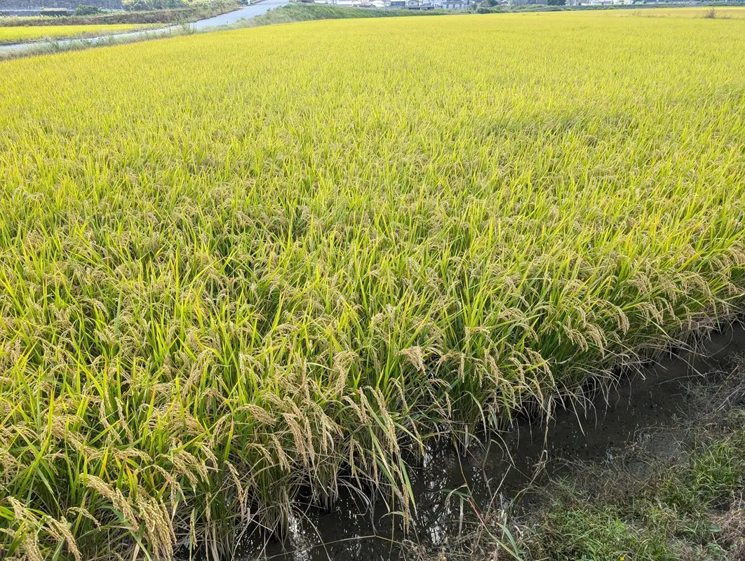 【令和8年産 先行予約】 食味ランキング特A10年連続受賞の美味しいお米 岡山県産きぬむすめ 玄米 10kg / お米 特A きぬむすめ 岡山県産 【mabo002-01】