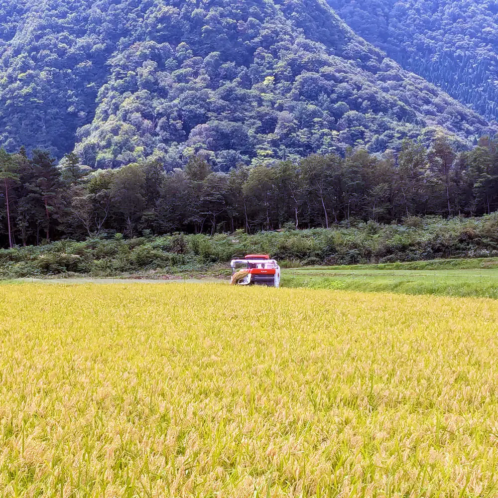 令和7年産　原田農園きぬむすめ 5kg