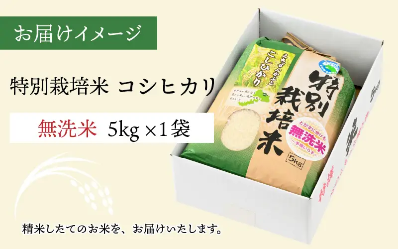 【先行予約】令和8年産 特別栽培米コシヒカリ 5kg×1袋（無洗米） 【2026年9月29日より順次発送】 [A-005011]