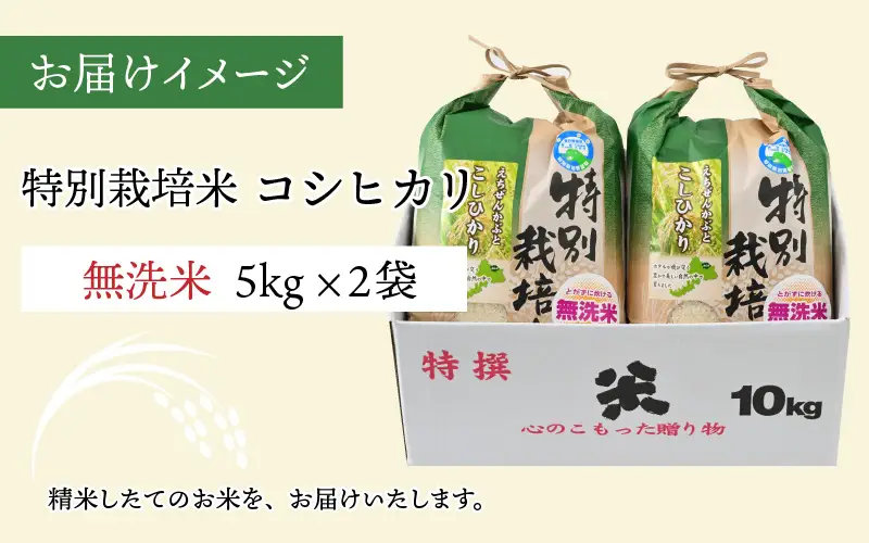 【先行予約】令和8年産 特別栽培米コシヒカリ 5kg ×2袋（無洗米） 【2026年9月29日より順次発送】 [B-005012]
