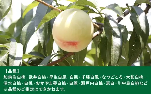 岡山白桃 （ 中世 ） 7玉 （ 1玉 260g以上 ） 白桃 食感 くだもの 果物 果実 国産 岡山県産 果汁 果肉 フルーツ もも モモ 桃 果皮 糖度 有袋栽培 【 2026年7月上旬～8月下旬発送予定 】