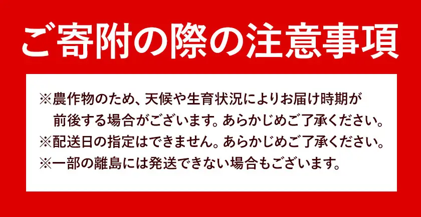 《先行受付開始》産地直送 とうもろこし 朝採れ スイートコーン ゴールドラッシュ 3本セット 城本農園《2026年7月中旬-8月中旬頃出荷》