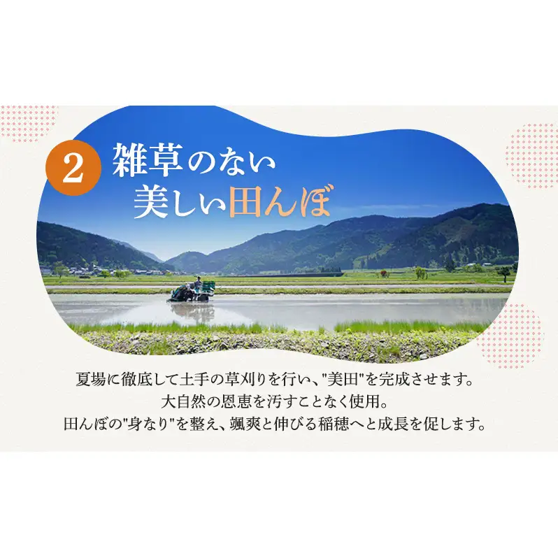 【11月お届け】若狭町コシヒカリ10kg 米 お米 こしひかり 福井県
