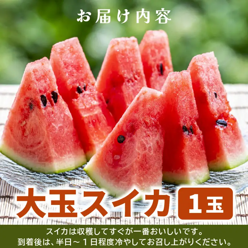 先行予約  大玉スイカ (赤肉) 1玉 糖度11.5度以上 2026年6月上旬以降順次発送予定 [A-22103]