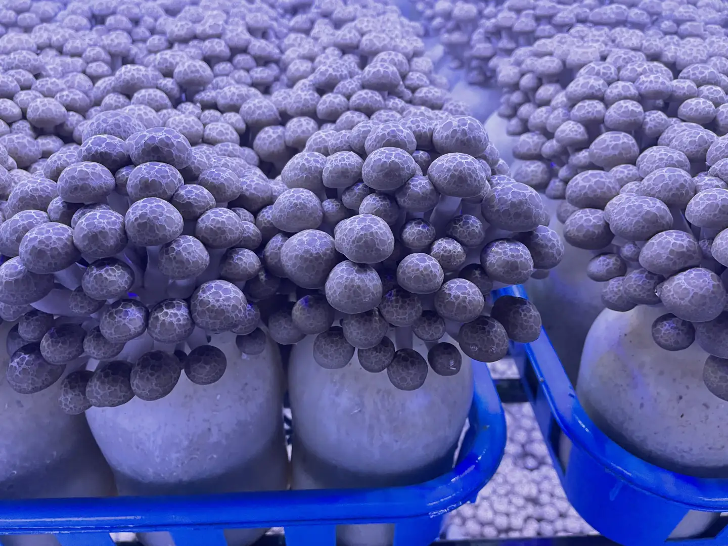 清らかな水と澄んだ空気が育てた、天龍村の ぶなしめじ 【1袋300g】