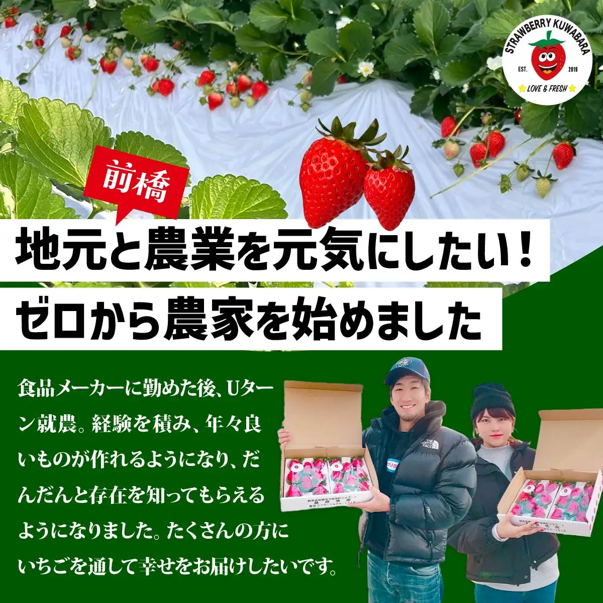 いちご やよいひめ 約800g いちご 4ヶ月定期便