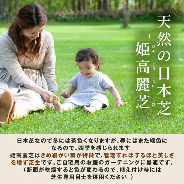 YG-03　天然の日本芝大人気品種「姫高麗芝」1平方メートル分