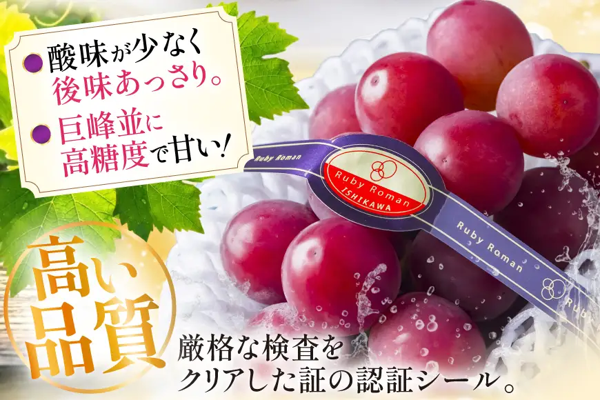 【期間限定発送】 超高級 ぶどう ルビーロマン 1房 約600g 化粧箱入 [モアショップヤマモト 石川県 宝達志水町 38601393]