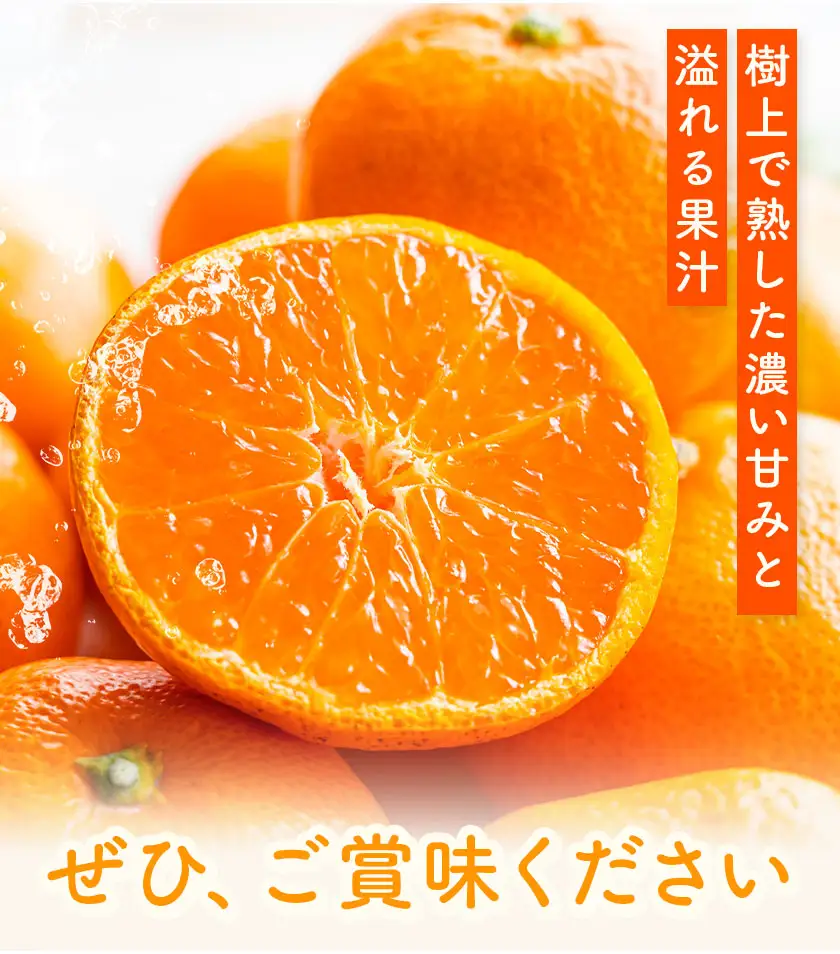 みかん10kg 高橋商店《10月下旬-1月中旬頃出荷》