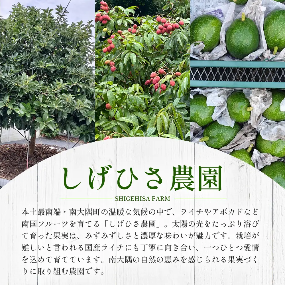 【期間限定・数量限定】 2026年7月より順次発送予定 生でお届け 佐多ライチ 約12粒～20粒 SG-1｜生ライチ 産地直送 新鮮 フレッシュライチ 国産ライチ フルーツ 果物 希少 鹿児島県 本土最南端 しげひさ農園