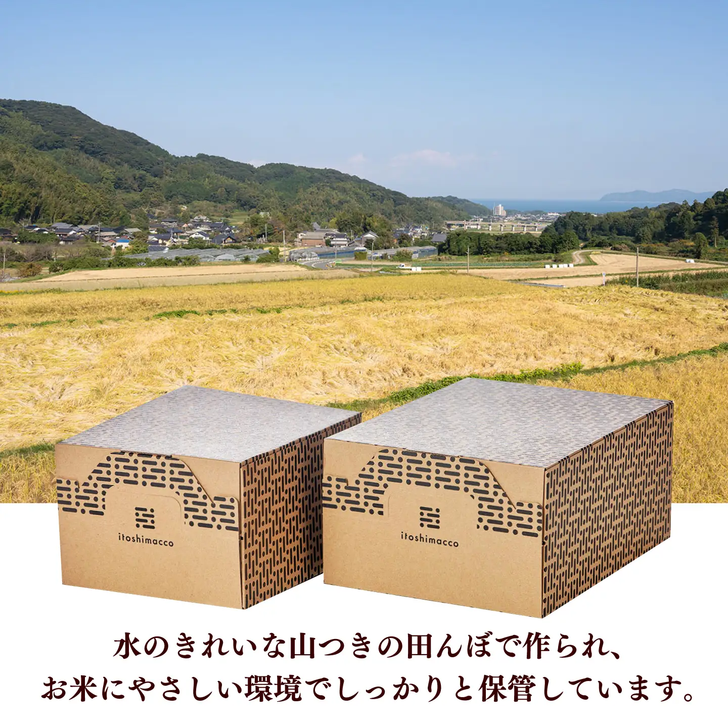 全6回定期便】農薬 を使わずに育てた 山つき 夢つくし 5kg【築上町