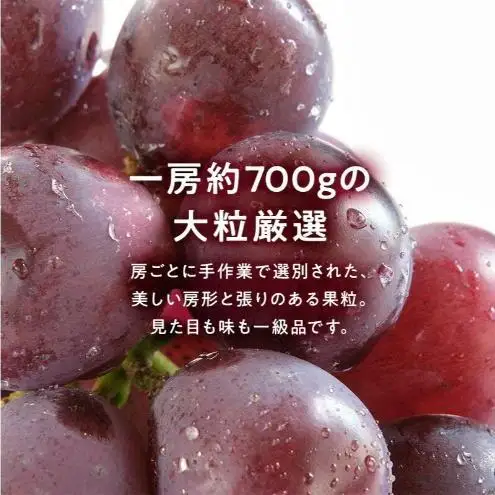【期間限定】【静岡県浜松市三ヶ日産】高平農園のブラックシャインマスカット「富士の輝」1房（約700g）化粧箱入り ぶどう 夏 大粒 ブドウ 贈答 ギフト 静岡 浜松市【配送不可：離島】