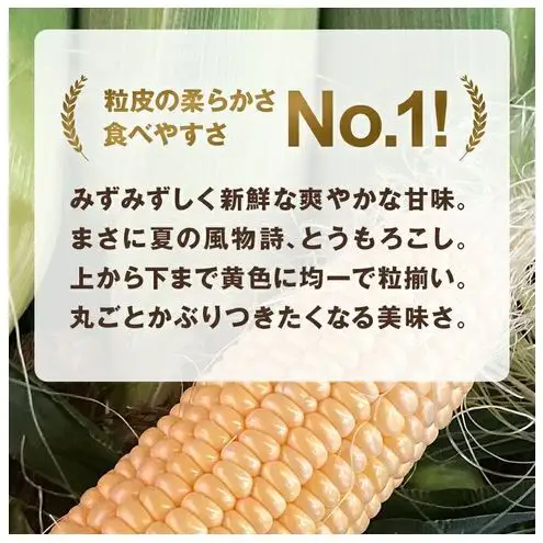 浜松産 スイートコーン ゴールドラッシュ 約5kg 14本～16本入り 1本300g以上 黄色粒 モノカラー種 とうもろこし 静岡 浜松市【配送不可：北海道、沖縄、離島】