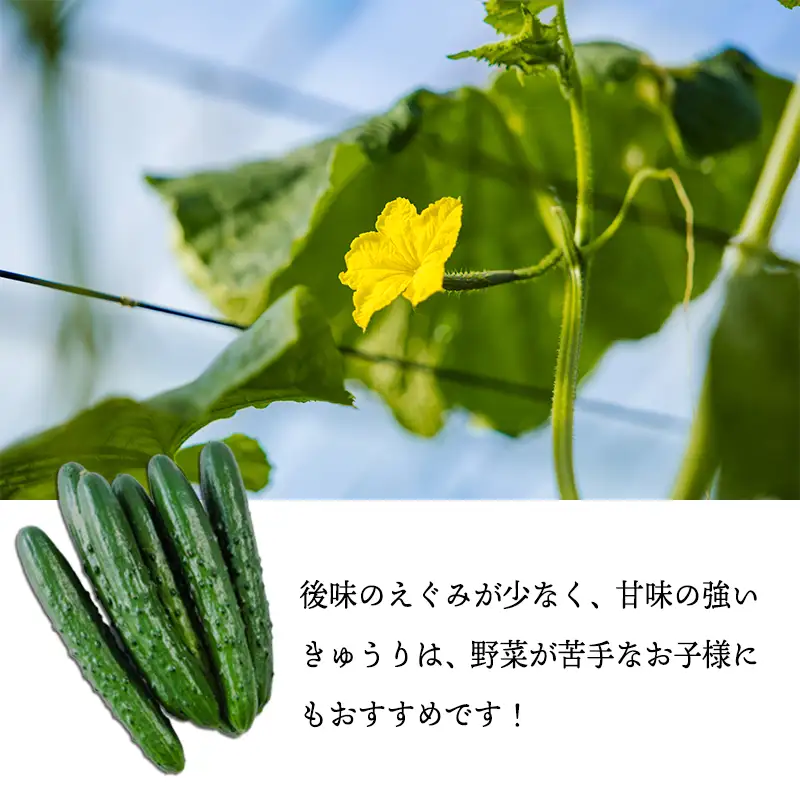 宮崎県高原町産きゅうり5kg（45～60本）　[国産 九州産 サラダ お料理 ワンストップオンライン 10000円]  TF0906-P00082