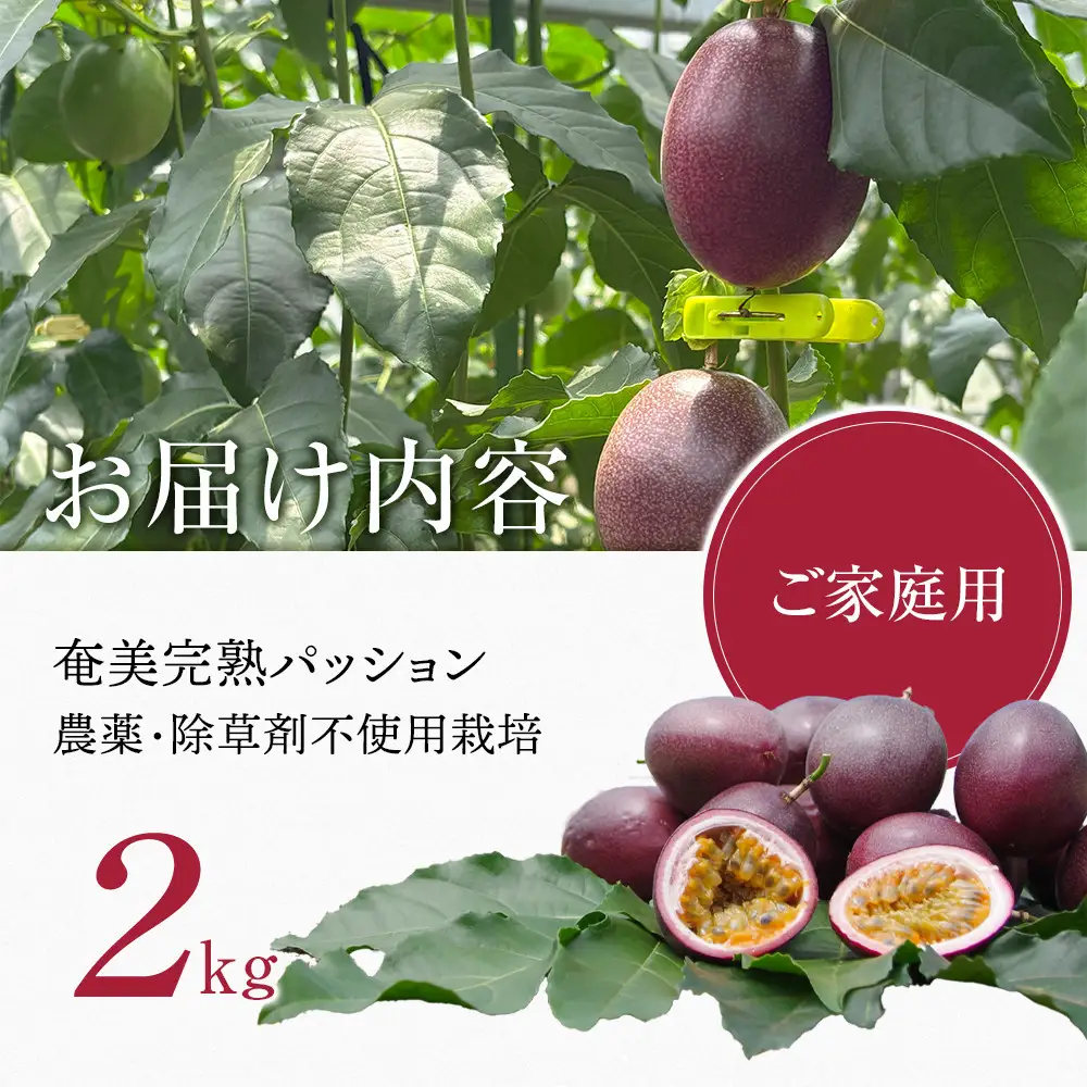 期間限定【農薬不使用】奄美大島 完熟パッションフルーツ2kg（農家直送）｜食品微生物　バイオスティミュラント　土壌フローラの改善　点滴潅水　皇室献上　送料無料　国産　無農薬
