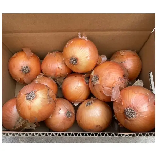 淡路島産玉ねぎ　5kg　たまねぎ タマネギ 玉葱 吊り玉 秀品 野菜 新鮮 長持ち カレー シチュー バーベキュー スープ 兵庫県 洲本市 淡路島