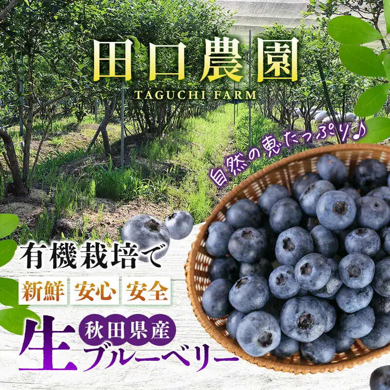 《先行受付》【加工用】田口農園 秋田県産 ブルーベリー 生 合計1kg（500g×2パック）