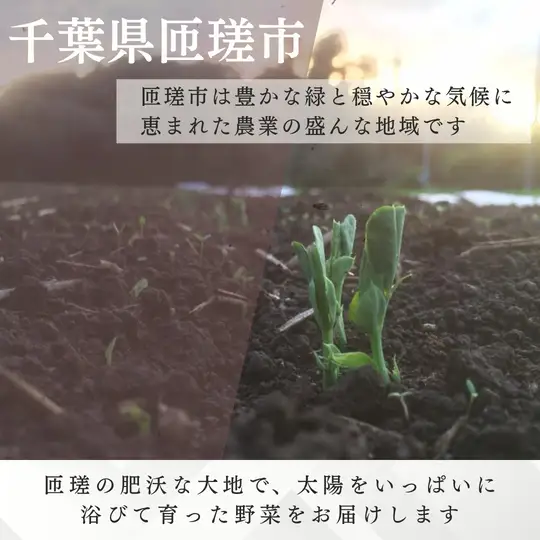 【定期便6回】季節の野菜セット（6～7品）